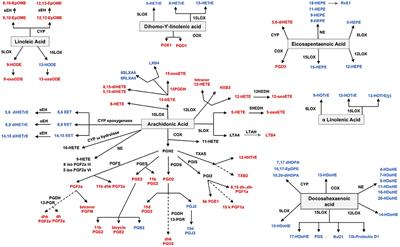 Frontiers | Lipidomic Profiling in Synovial Tissue